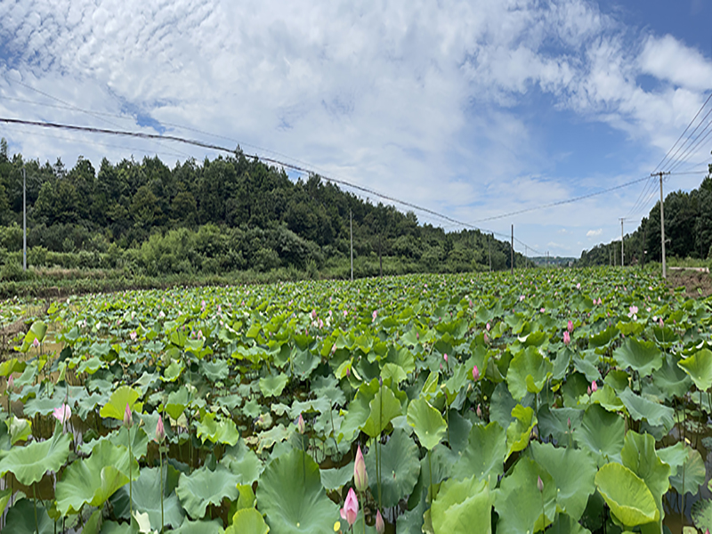 藥圣堂蓮子基地